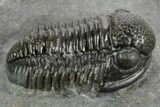 Detailed Gerastos Trilobite Fossil - Morocco #377229-2